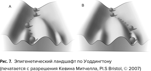 Мозг прирученный. Что делает нас людьми?