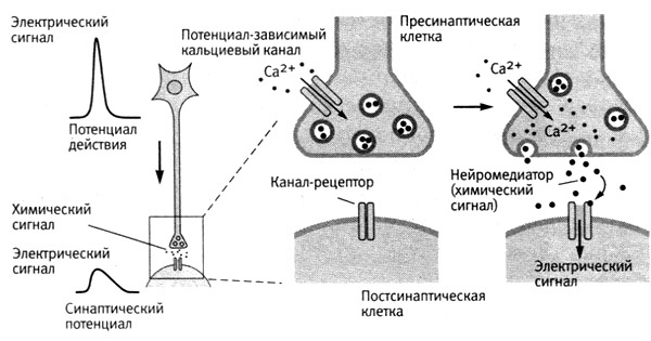 В поисках памяти