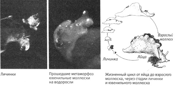 В поисках памяти