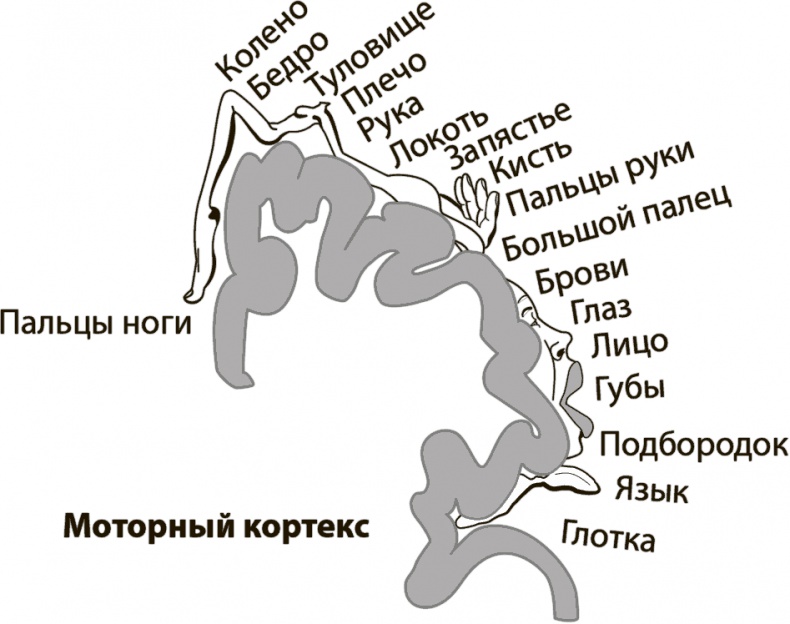 Мозг и тело. Как ощущения влияют на наши чувства и эмоции