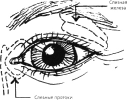 Почему мужчины врут, а женщины ревут