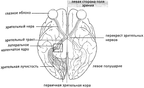 Мозг и душа. Как нервная деятельность формирует наш внутренний мир