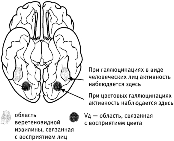 Мозг и душа. Как нервная деятельность формирует наш внутренний мир