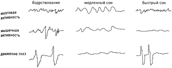 Мозг и душа. Как нервная деятельность формирует наш внутренний мир