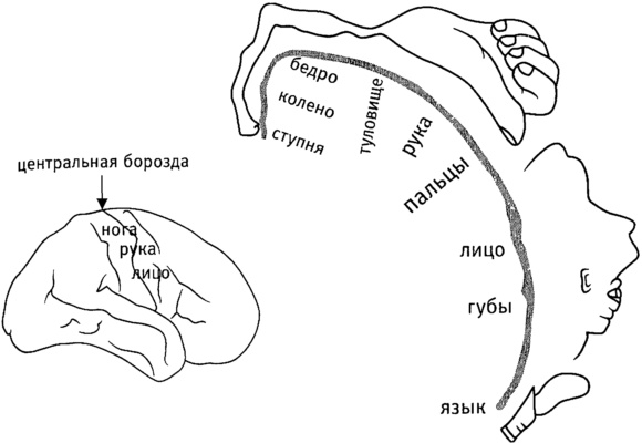 Мозг и душа. Как нервная деятельность формирует наш внутренний мир