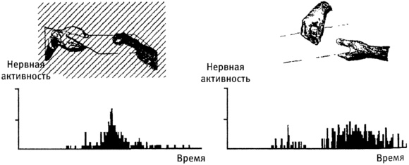 Мозг и душа. Как нервная деятельность формирует наш внутренний мир