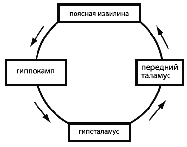 Эмоциональный интеллект. Как разум общается с чувствами