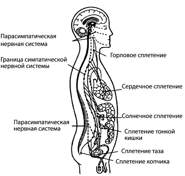 Эмоциональный интеллект. Как разум общается с чувствами