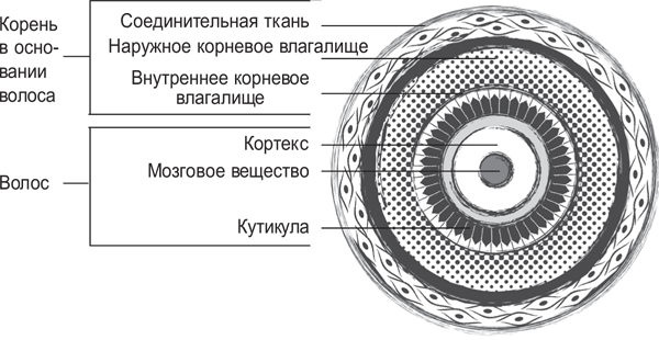 Вселенная внутри вас