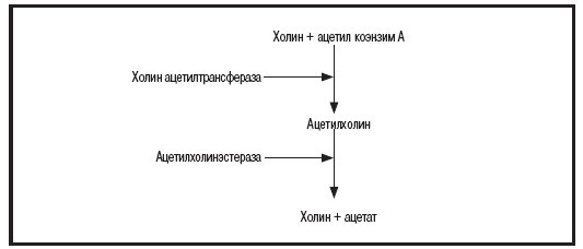 Мысленные образы. Когнитивный подход