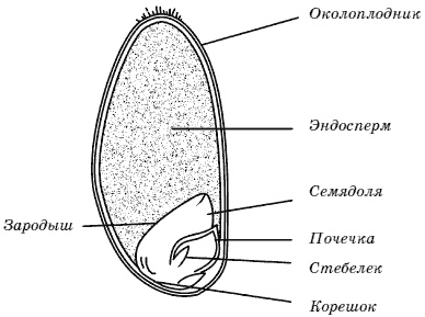 Огород у вас дома