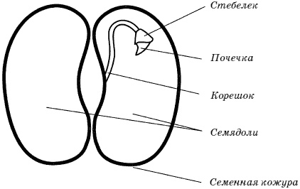 Огород у вас дома