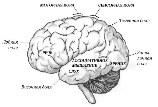 Самая полная книга-тренажер для развития мозга! Новые тренинги для ума