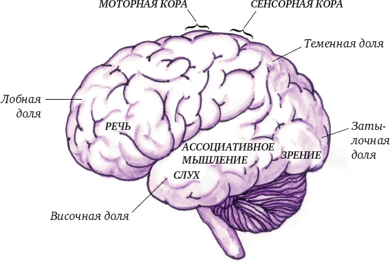 Суперключ для развития мозга!