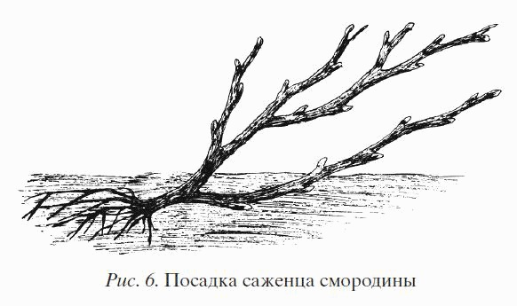 Смородина. Сажаем, выращиваем, заготавливаем