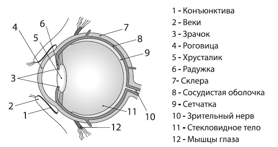 Болезни глаз