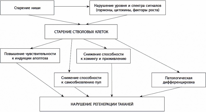 120 лет жизни – только начало. Как победить старение?