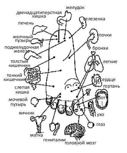 От сомнений к определенности. Опыт врача