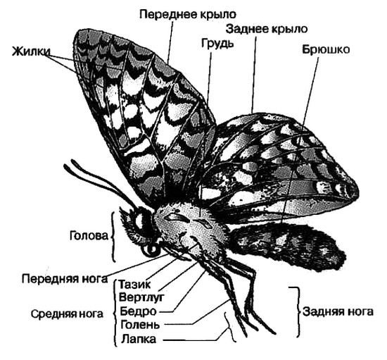 Человек с яйцом. Жизнь и мнения Александра Проханова