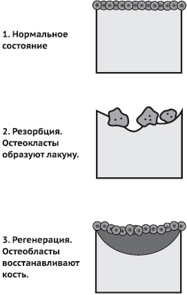 Питание и долголетие