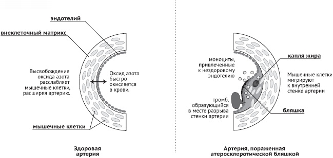 Питание и долголетие