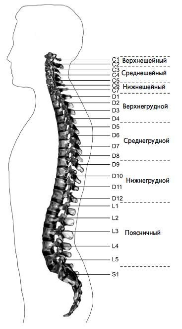 Ария для спины. Авторская программа, чтобы никогда не болели суставы