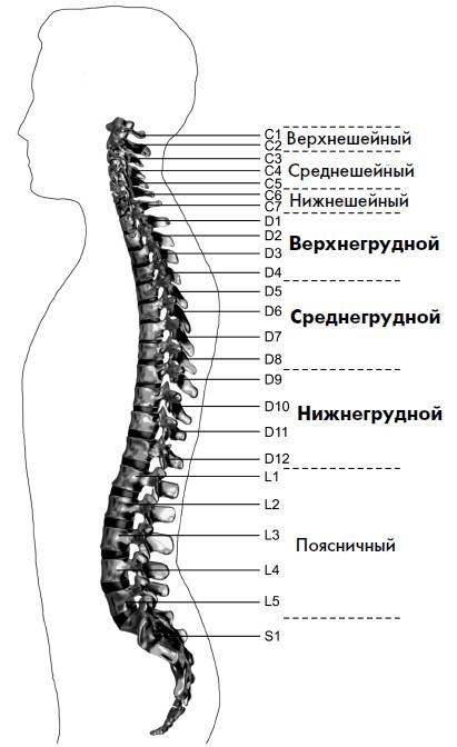 Ария для спины. Авторская программа, чтобы никогда не болели суставы