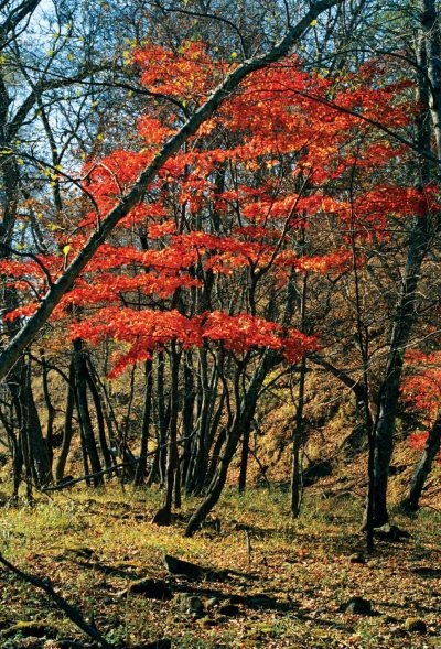 Полосатая кошка, пятнистая кошка