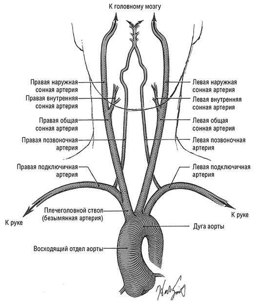 Здоровое сердце. Издание XXI века