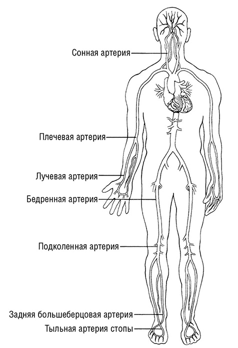 Здоровое сердце. Издание XXI века