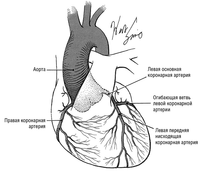 Здоровое сердце. Издание XXI века