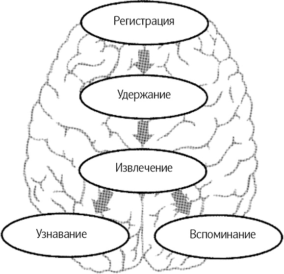 Как говорить, чтобы вас слушали