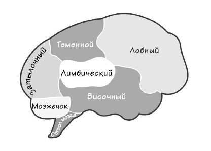 Парадокс Шимпанзе. Менеджмент мозга