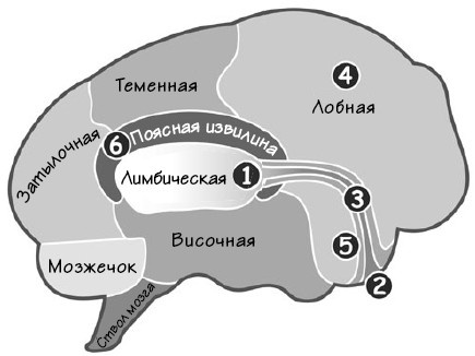 Парадокс Шимпанзе. Менеджмент мозга