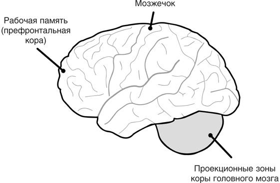 Включите свою рабочую память на полную мощь