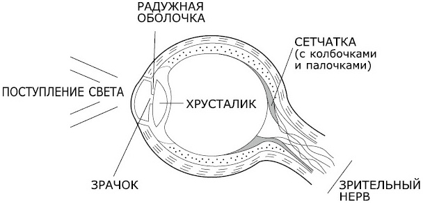 Как видеть и читать ауру