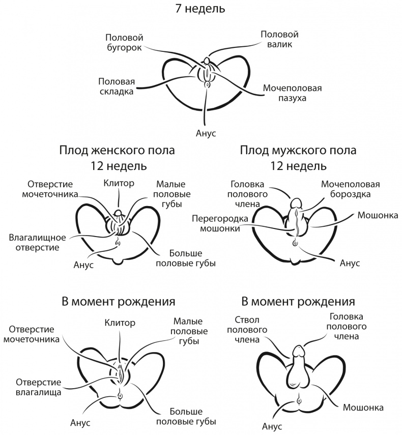 Как хочет женщина. Мастер-класс по науке секса