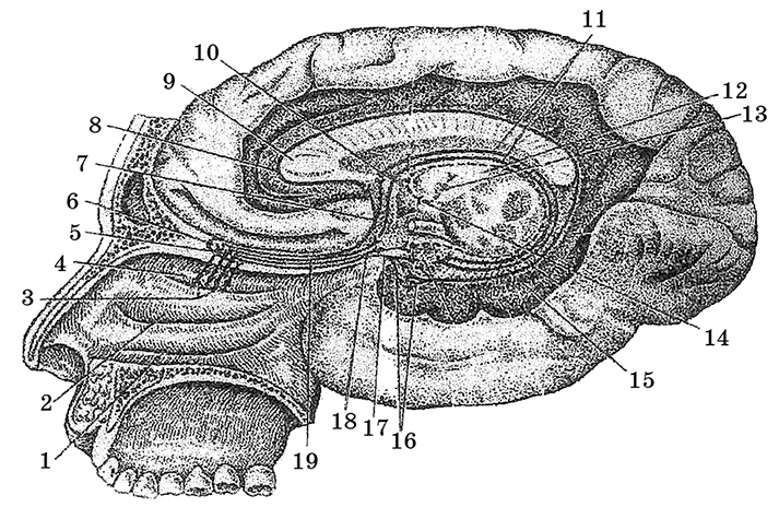 Возрастная анатомия и физиология. Основы профилактики и коррекции нарушений в развитии детей