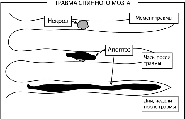 Большая книга упражнений для спины. Комплекс "Умный позвоночник"