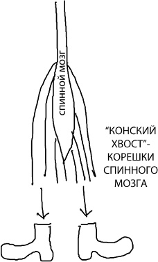 Большая книга упражнений для спины. Комплекс "Умный позвоночник"