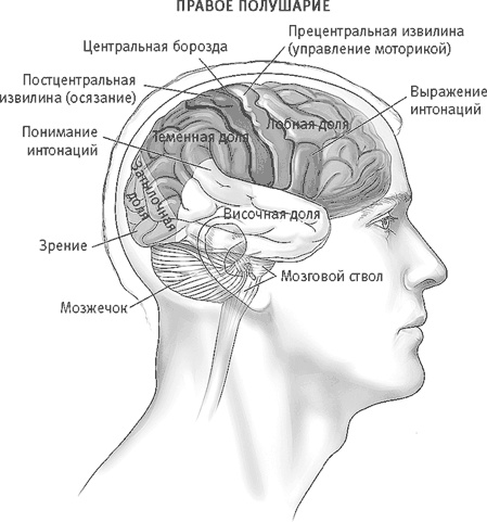 Век самопознания. Поиски бессознательного в искусстве и науке с начала XX века до наших дней