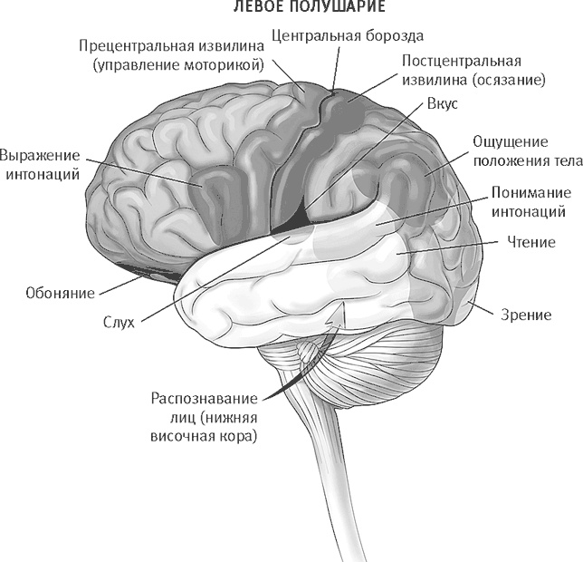 Век самопознания. Поиски бессознательного в искусстве и науке с начала XX века до наших дней