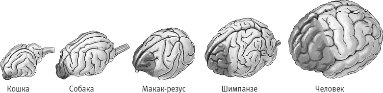 Век самопознания. Поиски бессознательного в искусстве и науке с начала XX века до наших дней