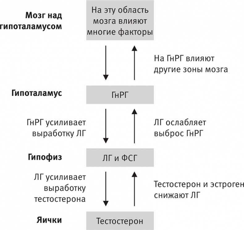 Совершенное тело за 4 часа