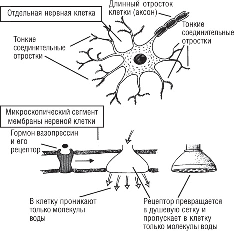 Вода – натуральное лекарство от ожирения, рака, депрессии