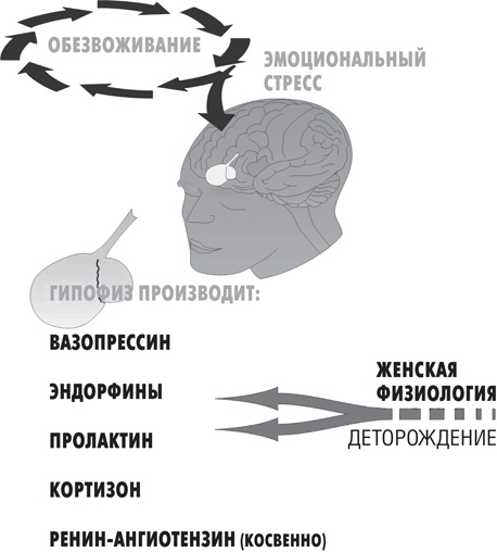 Вода – натуральное лекарство от ожирения, рака, депрессии