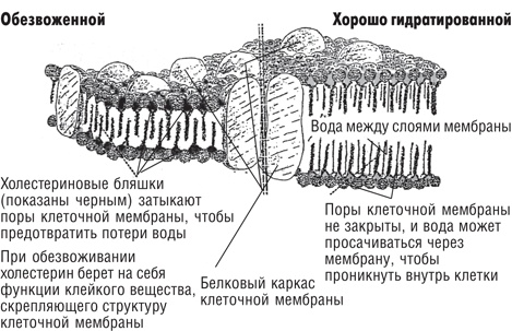 Вода – натуральное лекарство от ожирения, рака, депрессии