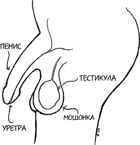 Девчонкология