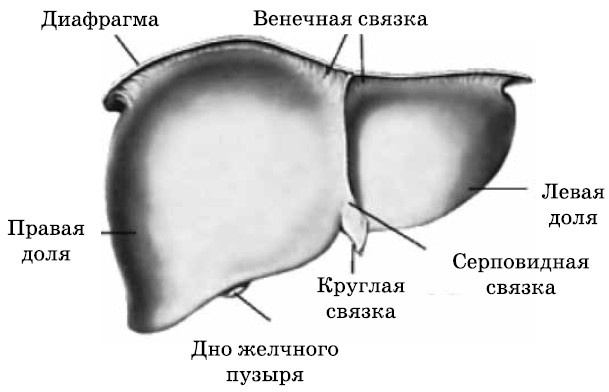 Очищение печени и почек