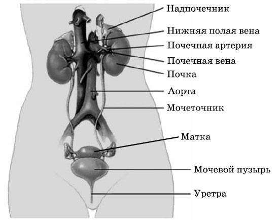 Очищение печени и почек